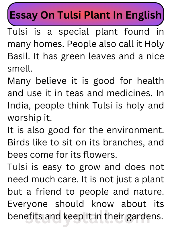 Essay On Tulsi Plant  In English 100 Words